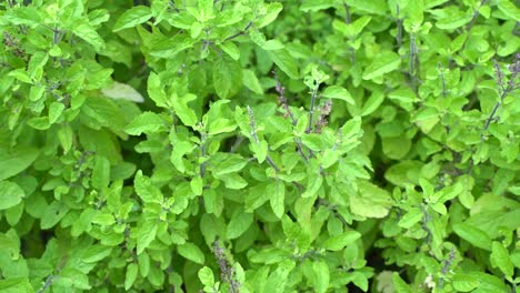 holy basil or tulsi an ayurvedic plant tulsi has been used as a medicine in hindu scriptures since ancient times