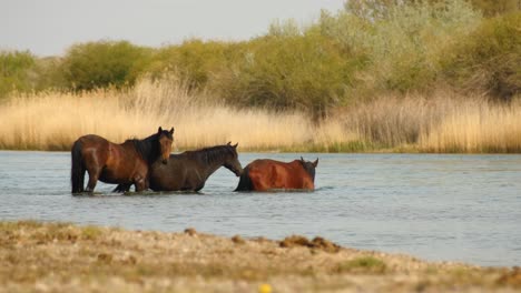 Belleza-Cinematográfica-De-Caballos-Que-Deambulan-Libremente,-Corren-Y-Beben-Junto-Al-Río,-Con-Terneros-Juguetones.