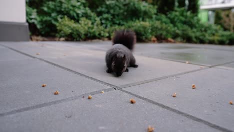 Niedliches-Eichhörnchen,-Das-Nüsse-Auf-Dem-Boden-Im-Hinterhof-Frisst