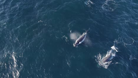 humpback whales swimming in the ocean to hunt food - megaptera novaeangliae