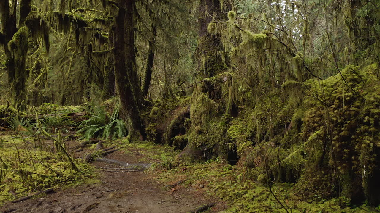 árboles antiguos cubiertos de musgo en el bosque tropical hoh en los estados de washington, parque nacional olímpico, estados unidos