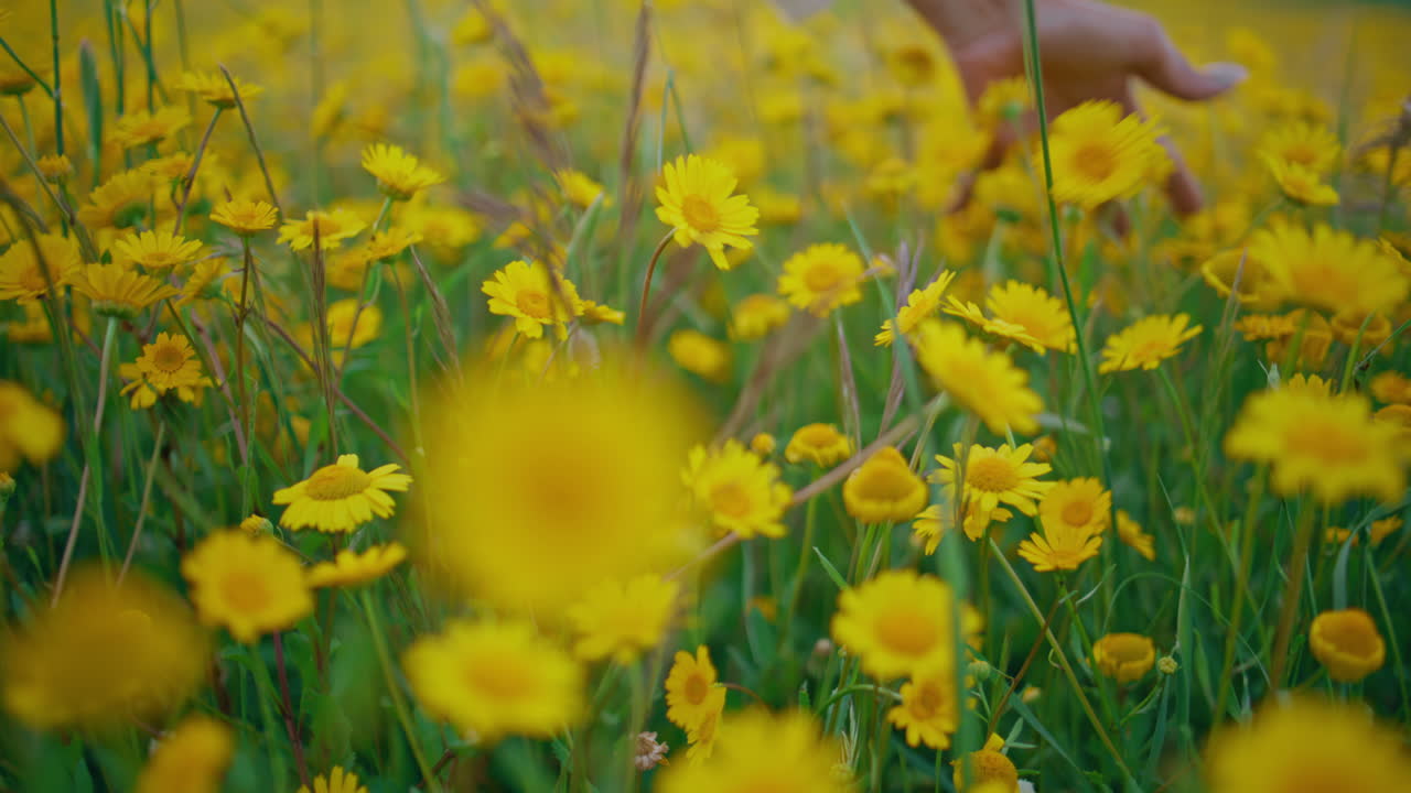 Woman hand touching flowers strolling rural nature closeup. Yellow camomiles
