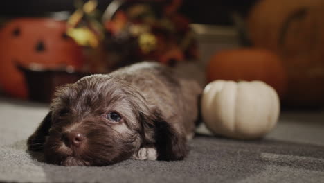 A-cute-little-puppy-lies-on-the-floor-against-a-backdrop-of-pumpkins.-Autumn-theme