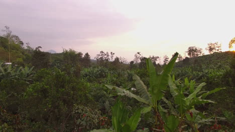 drone rising up over tropical landscape