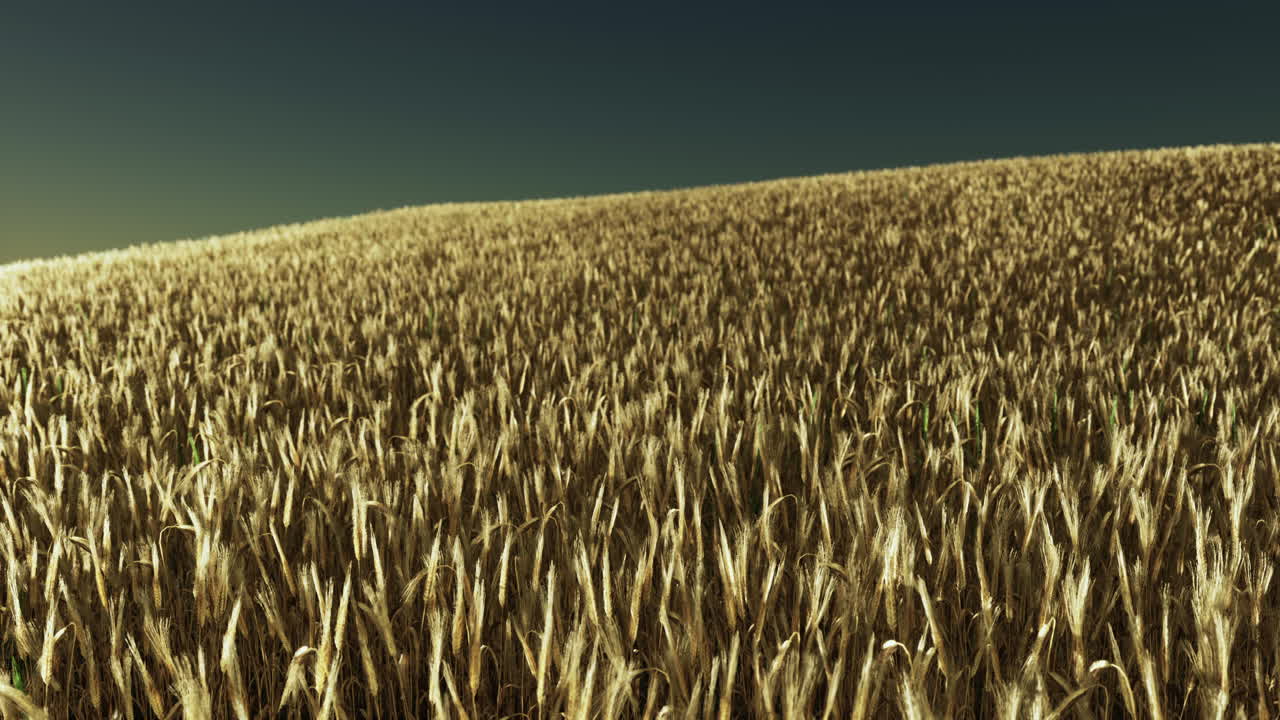 해가 지는 황금의 밀