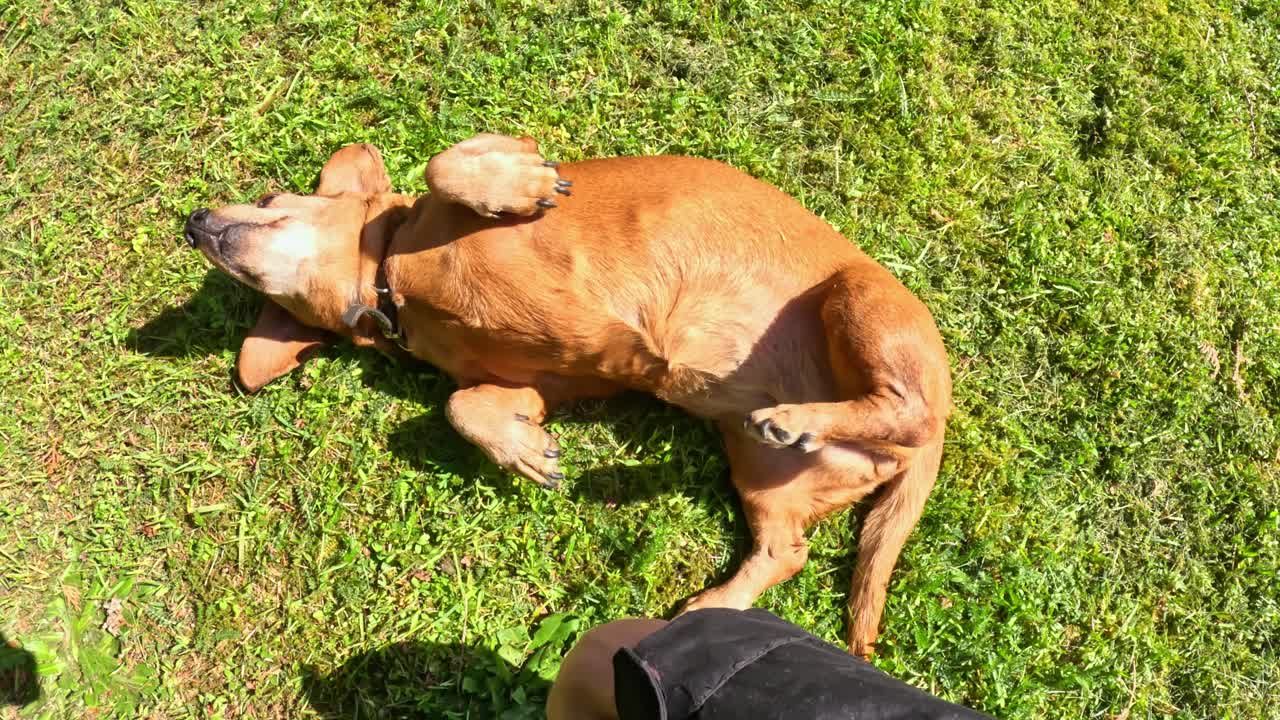 Brown Dachshund (Canis lupus familiaris) stretches out on fresh Poa pratensis grass, enjoying a belly rub from a human hand, with clover (Trifolium repens) scattered in the sunlight. pov shot
