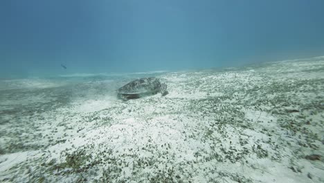 Green-Sea-Turtle-moves-gracefully-along-the-bottom-of-Philippine-Ocean