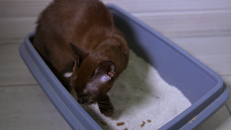 burmese cat in its basin. brown kitten with large eyes leaving its bath with white sand. funny pedigree domestic pet.