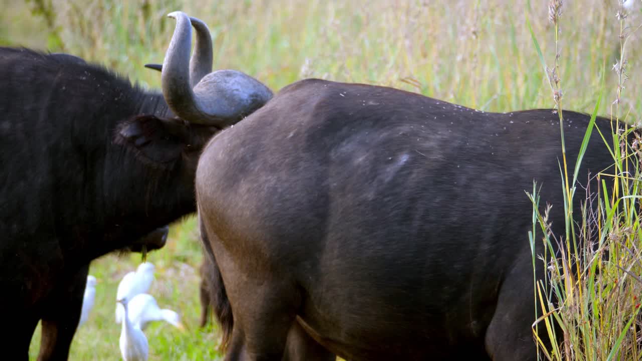 뒤에서 걷고 있는 다른 사람들과 씹는 버팔로의 정적인 정면 샷