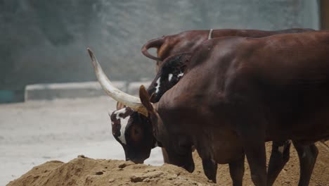 brown bulls with horns eating on the pile of soil