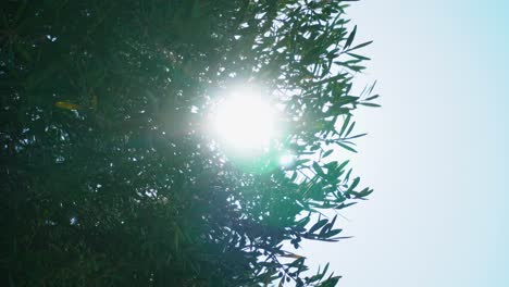 powerful mid-day sunshine passing through olive leaves with fruit