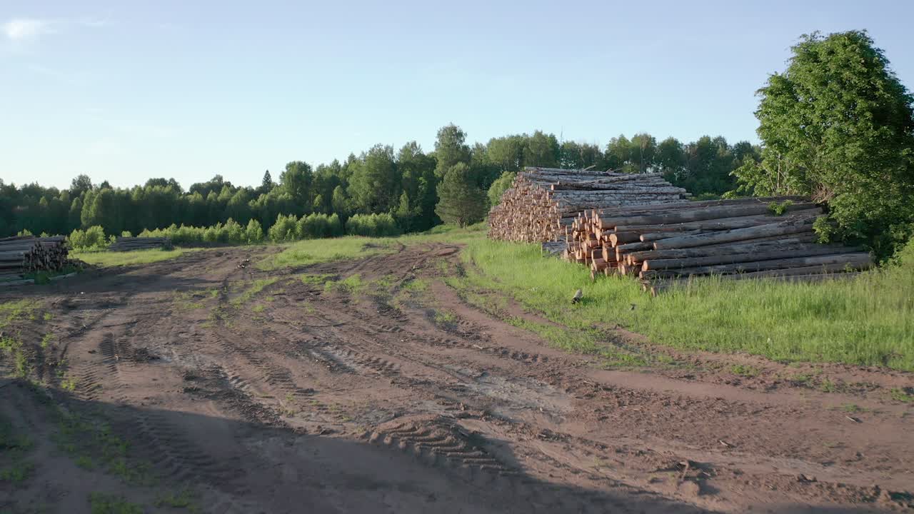 troncos cortados de abedul en el prado verde en el bosque