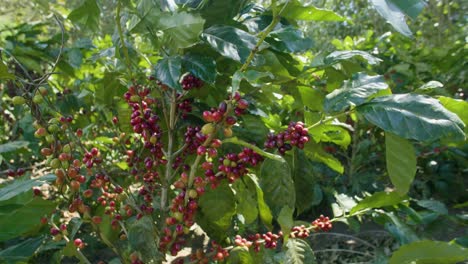 coffee trees in the middle of a plantation in el salvador during a sunny day