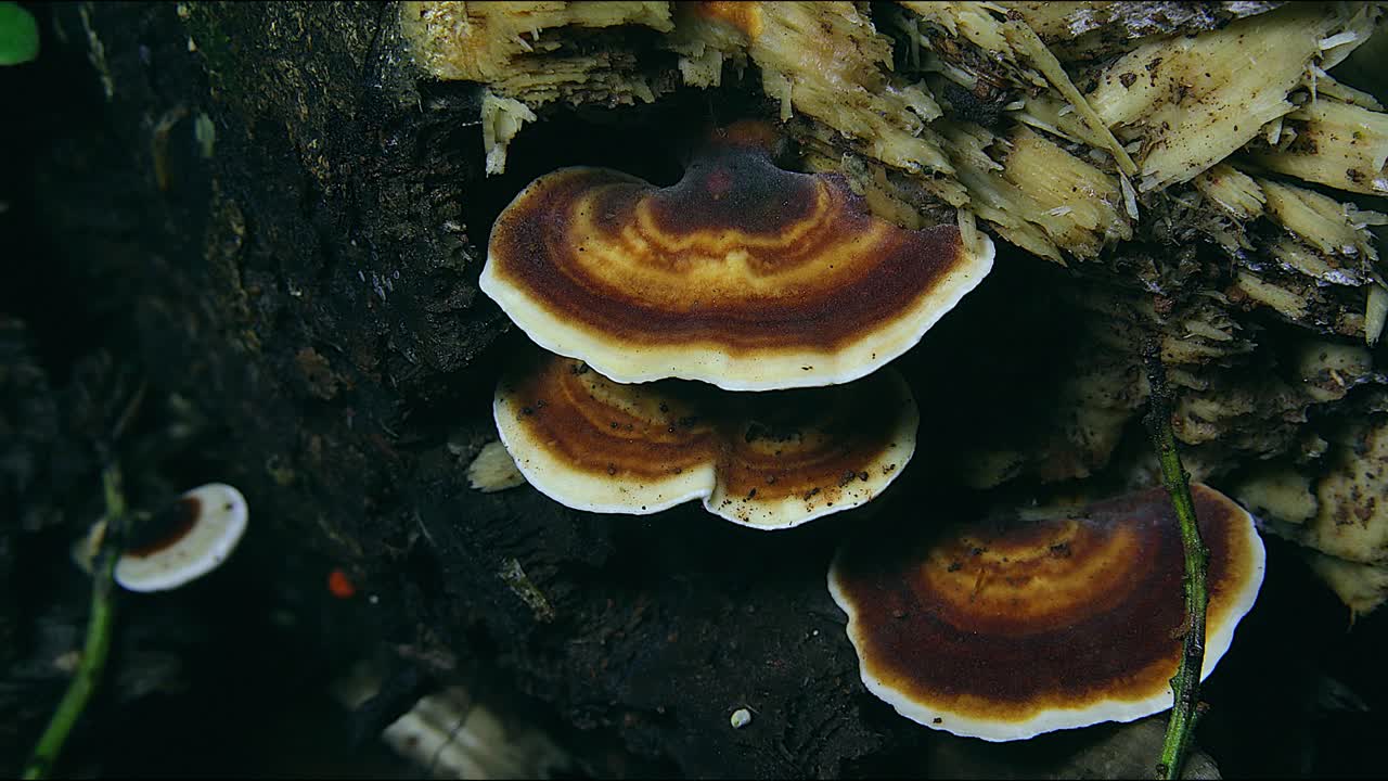 hongos de oreja de madera setas crecen en un bosque en australia 2