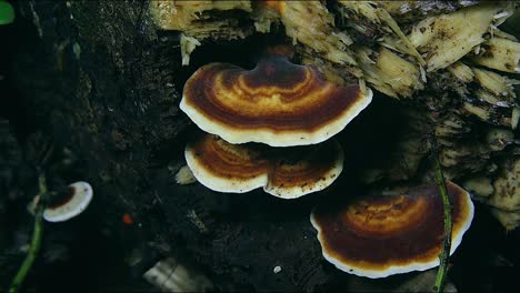 wood ear fungi mushrooms grow in a forest in australia 2