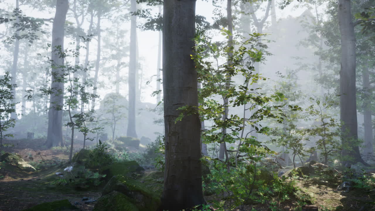 안개 숲의 장면