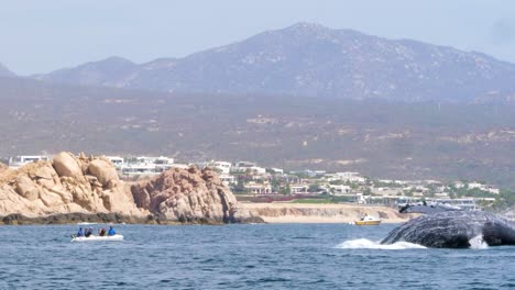 a huge humpback jumps in front of a little boat of whale watchers near the coast