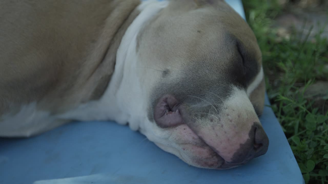 불 강아지 가 마당 에서 잠을 자고 있다
