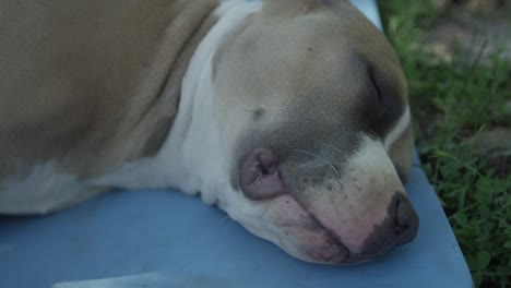 pit bull puppy sleeping in yard