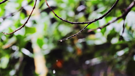 Morning Raindrops Dripping From Tree Branch