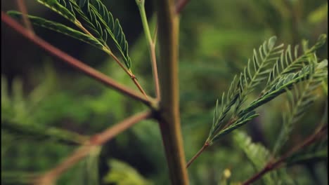 close-up of plant branches and leaves