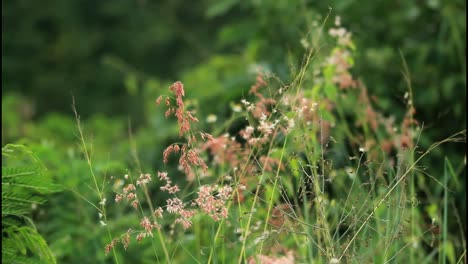 plantas silvestres en un bosque