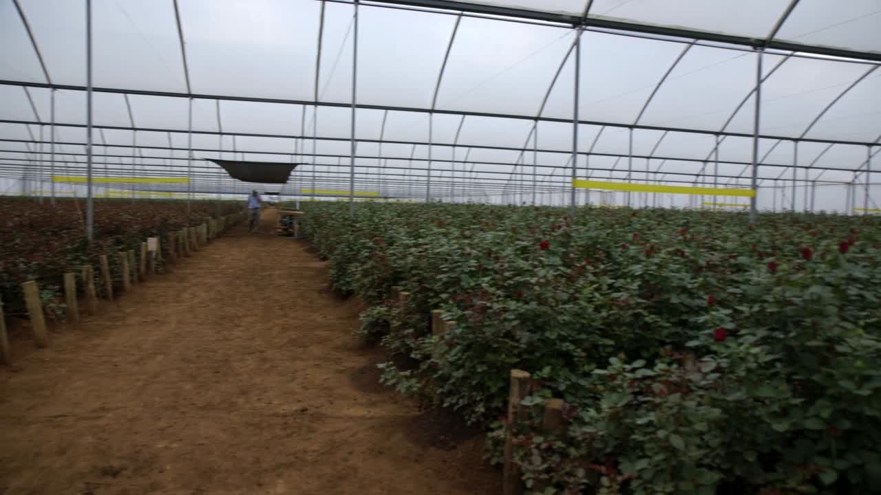 una sartén dentro de un enorme invernadero con rosas