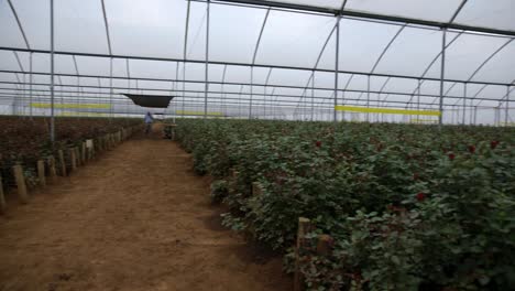 Pan-inside-a-huge-greenhouse-with-roses