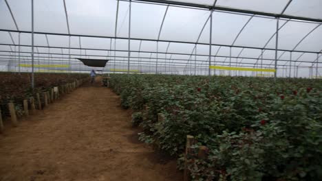 una sartén dentro de un enorme invernadero con rosas
