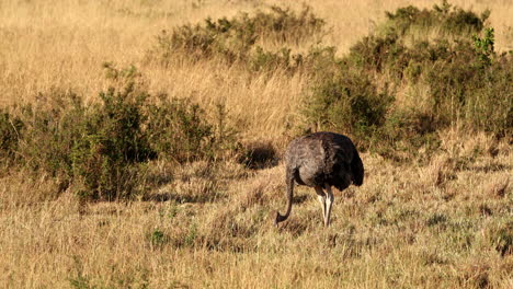 el avestruz masai en la sabana silvestre en la reserva nacional de masai mara, kenia, áfrica