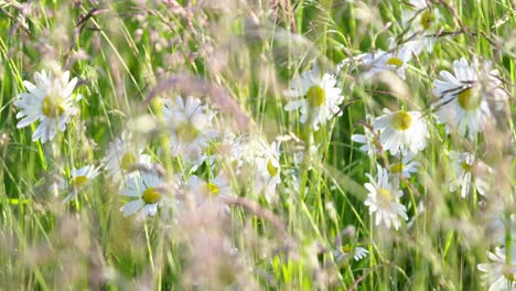 daisies surrounded by stalks of green meadow grass on a sunny day