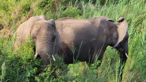 Entspannte-Gruppe-Elefanten,-Die-Gras-Im-Krüger-Nationalpark-In-Südafrika-Fressen