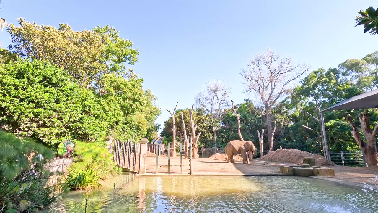 동물원 에 있는 코끼리 가 물 을 즐기고 있다