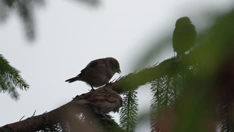 Three-sparrows-eating-while-perched-on-the-branches-of-a-Pine-tree