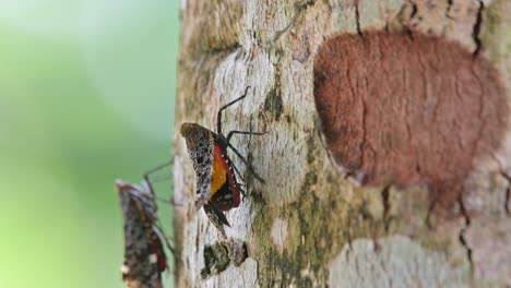 Seen-on-its-side-moving-on-the-bark-of-the-tree-and-then-another-moves-up-beside-it,-Penthicodes-variegate-Lantern-Bug,-Thailand