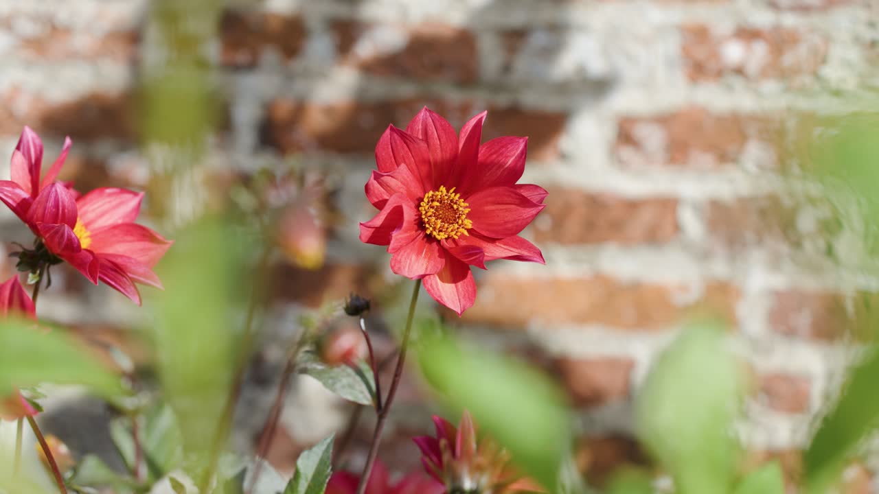 Red dahlias move gently in sunlight, with blurred foreground foliage and rustic brick wall background