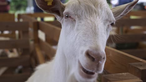 Close-up-of-white-faced-goat-in-wooden-pen-at-National-festival