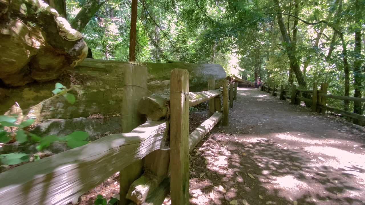 매끄럽고 흐르는 은 숲의 길에서 그늘에 울타리를 따라 움직이고, 뒷면에는 쓰러진 나무와 웅장한 나무의 숲, 빛이 필터링됩니다.