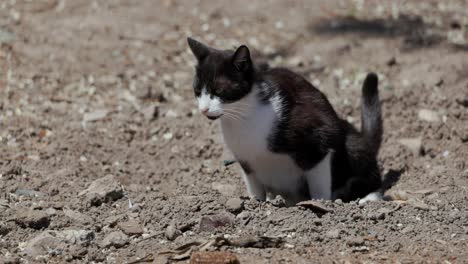 Zweifarbige-Katze-Pinkelt-Und-Kackt-Auf-Den-Boden