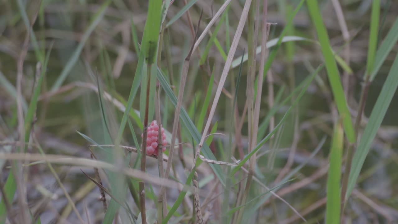 연못 에 있는 달 ⁇  의 클로즈업