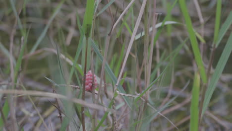 Close-up-of-the-snail-eggs-in-the-pond