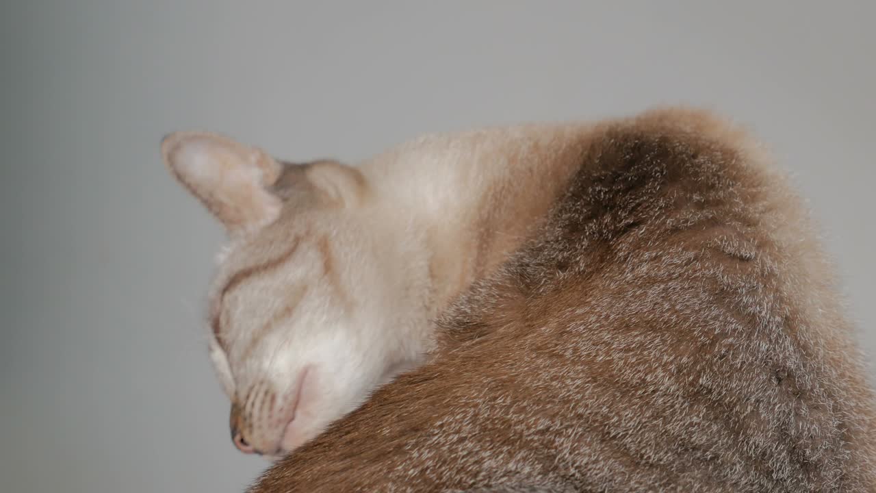 cat licking and cleaning it self