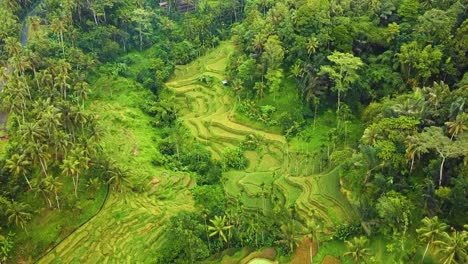 beautiful cinematic ubud, bali drone footage with exotic rice terrace, small farms and agroforestry plantation