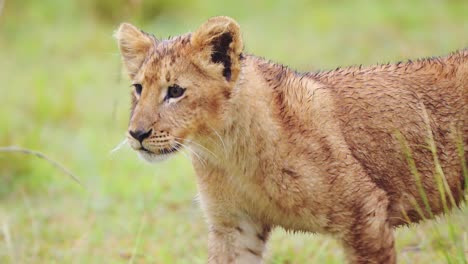 Toma-En-Cámara-Lenta-De-Cachorro-De-León-Bebé-Con-Actitud-Descarada,-Linda-Vida-Silvestre-Africana-En-La-Reserva-Nacional-De-Masai-Mara,-Kenia,-Animales-De-Safari-De-áfrica-En-La-Conservación-Del-Norte-De-Masai-Mara