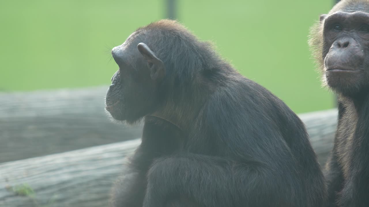 Il gorilla nello zoo