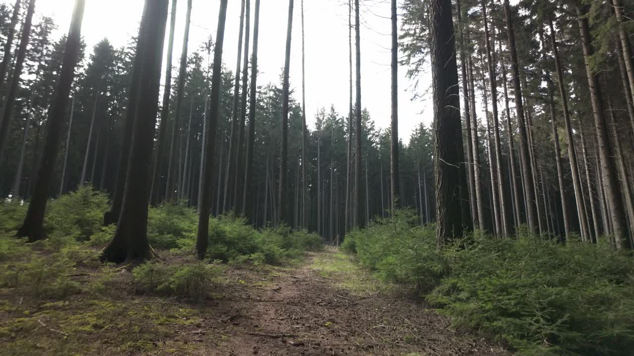 Forest with tall trees and young saplings, peaceful walk through nature.