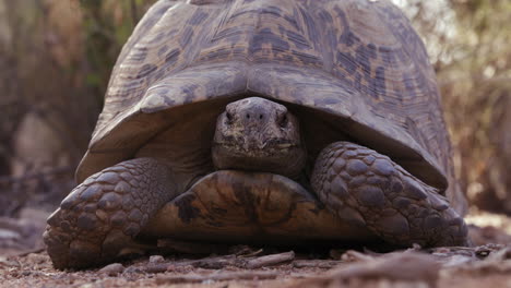 leopard tortoise cautiously looks around with head in shell - wide shot