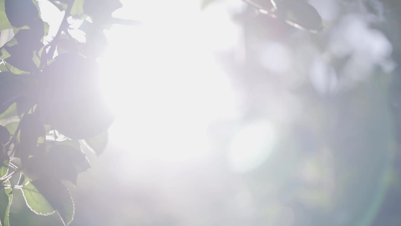 Apples on a tree branch with sunlight