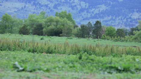 Prairie-Dog-in-Boulder-Colorado,-Prairie-Dogs-Playing-in-Green-Field-in-Colorado,-Wildlife-of-Boulder-Colorado