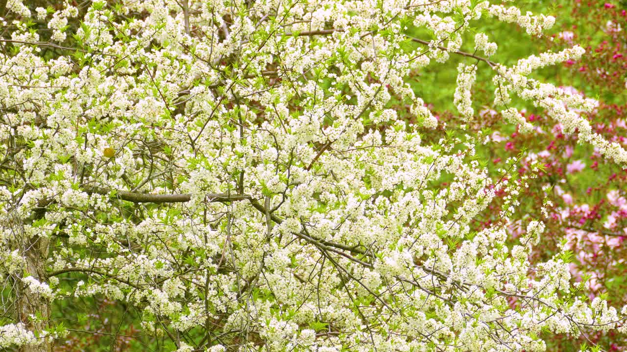 The Cape-May Warbler searching for food in a blooming apple tree. Wide shot.